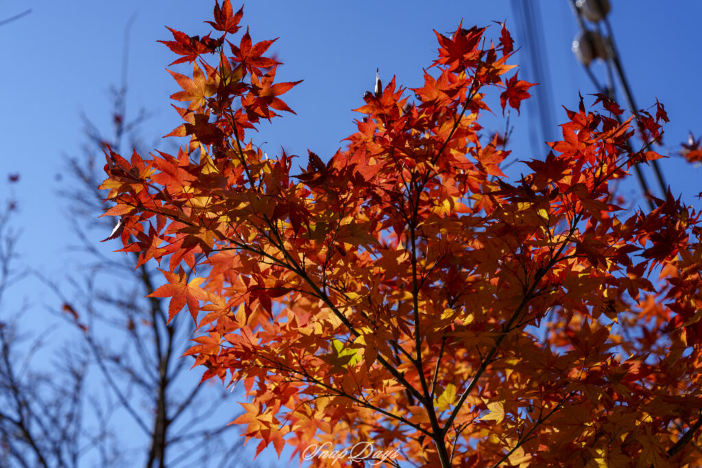 北九州市にある河内貯水池の堰堤