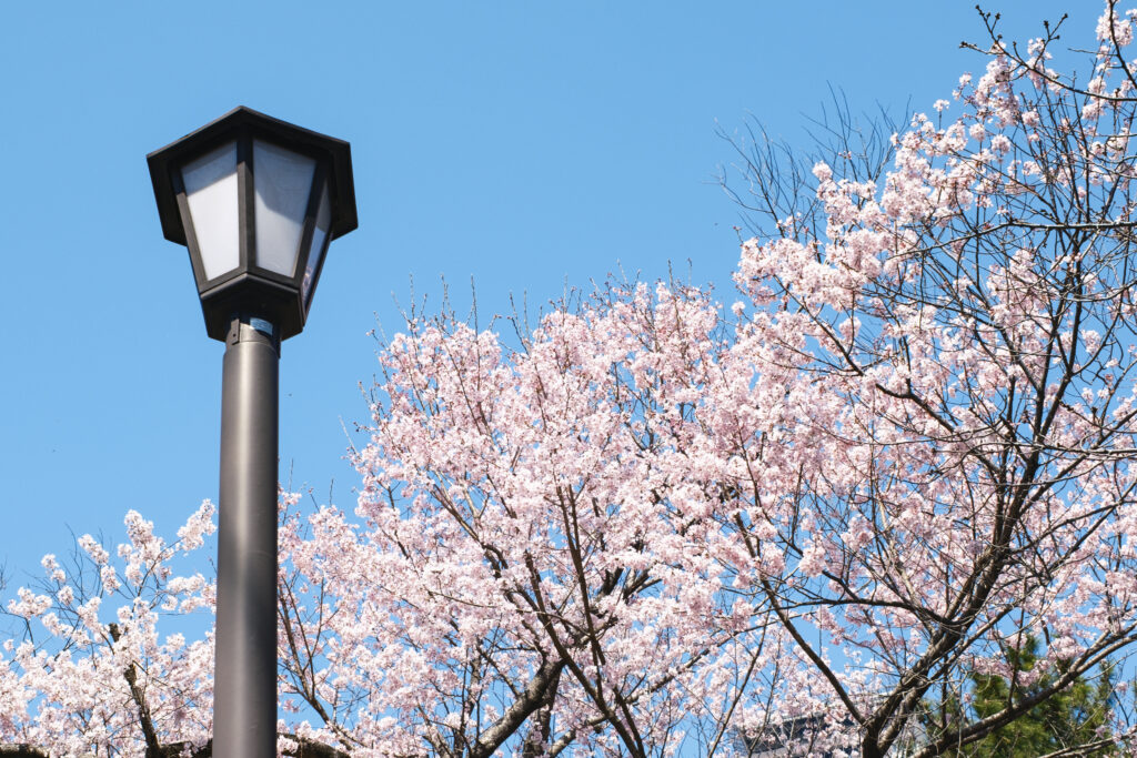 小倉城での桜祭り