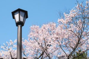 小倉城での桜祭り