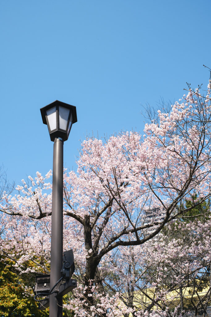 小倉城での桜祭り