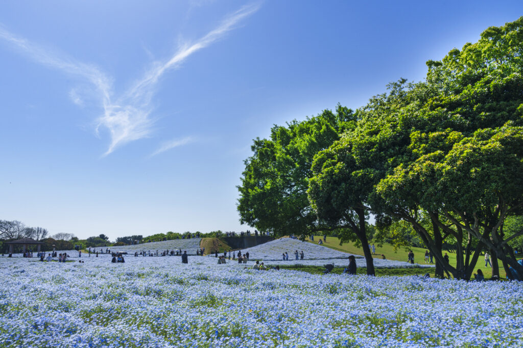 福岡市にある海の中道海浜公園のネモフィラ