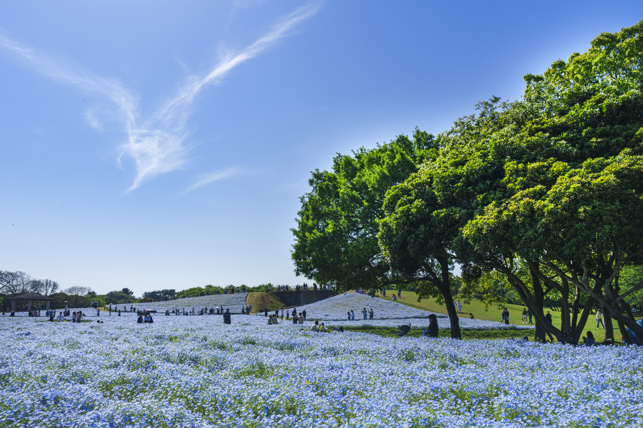 福岡市にある海の中道海浜公園のネモフィラ