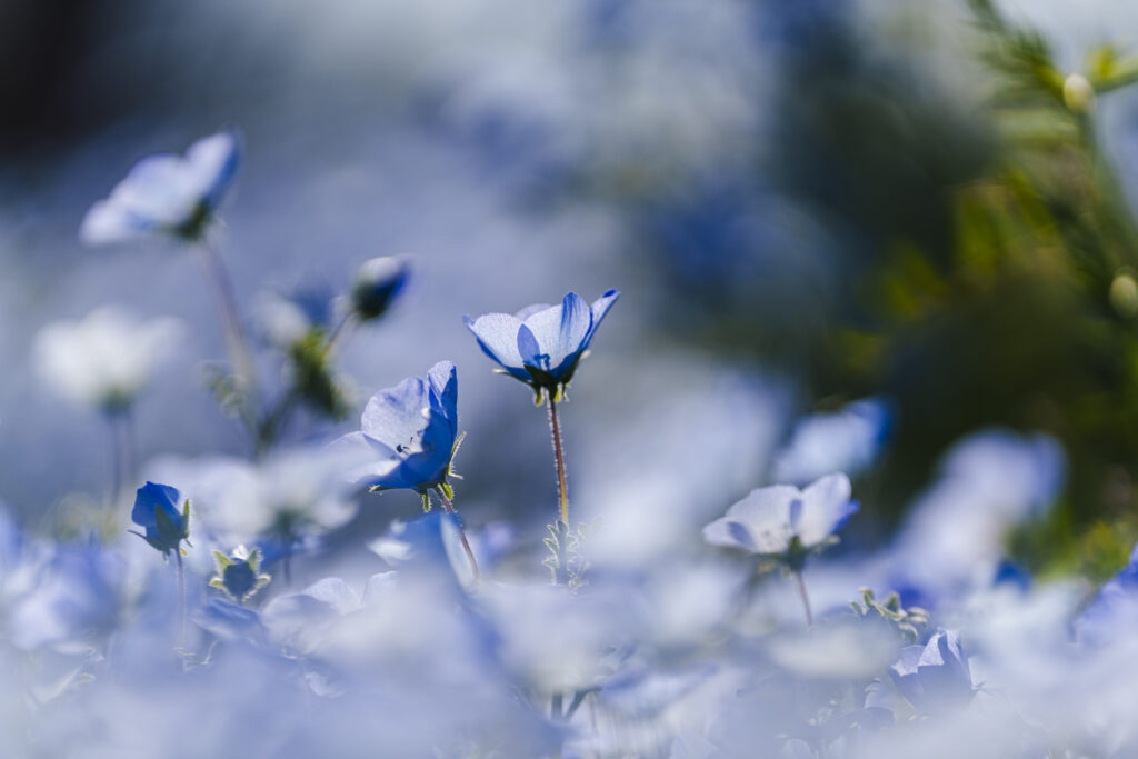 福岡市にある海の中道海浜公園のネモフィラ