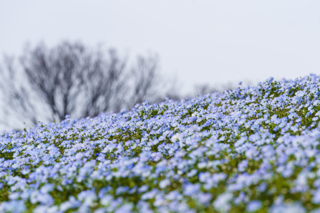 福岡市にある海の中道海浜公園のネモフィラ