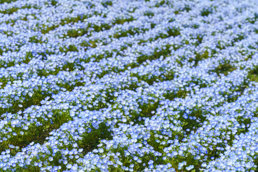 福岡市にある海の中道海浜公園のネモフィラ