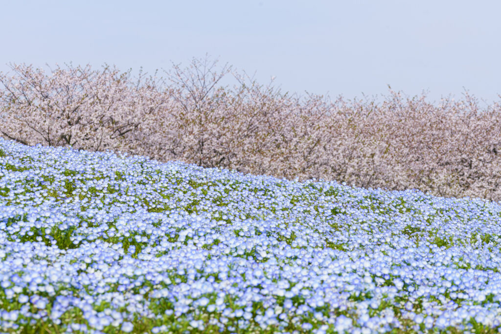 福岡市にある海の中道海浜公園のネモフィラ
