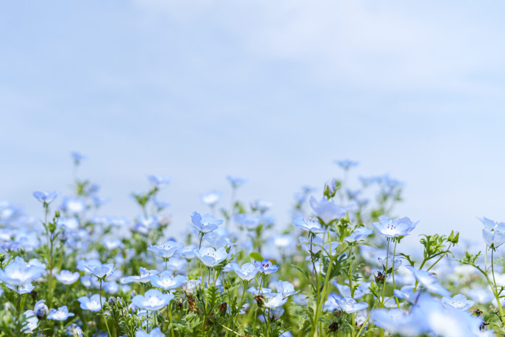 福岡市にある海の中道海浜公園のネモフィラ