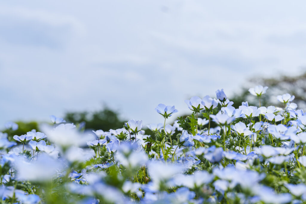 福岡市にある海の中道海浜公園のネモフィラ