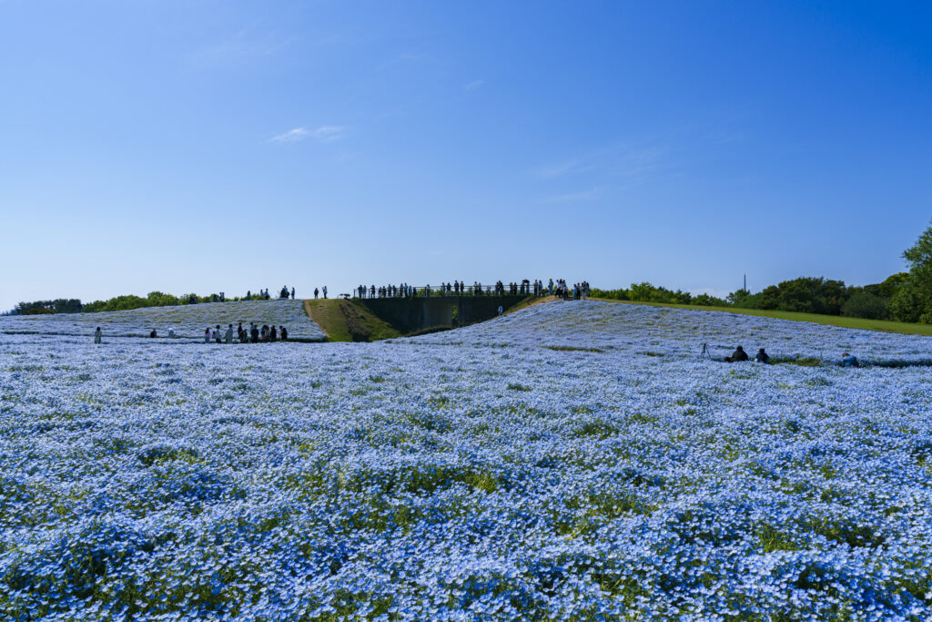 福岡市にある海の中道海浜公園のネモフィラ