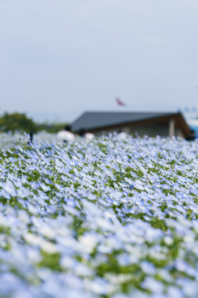 福岡市にある海の中道海浜公園のネモフィラ