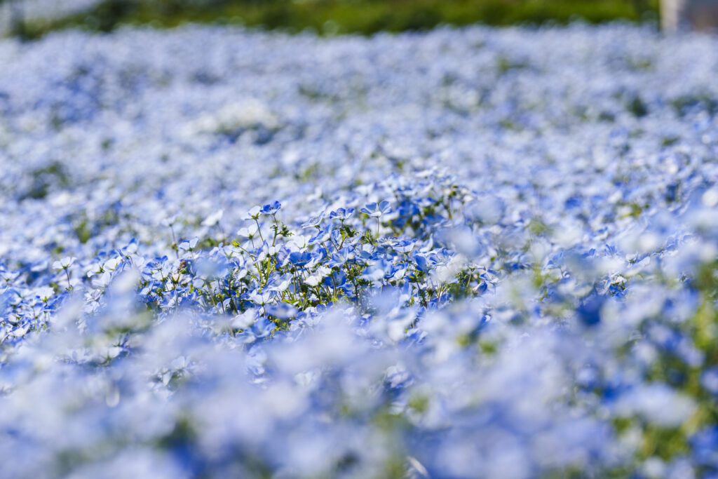 海の中道海浜公園のネモフィラ