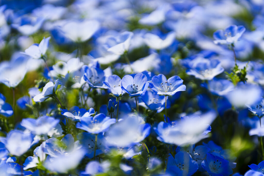 海の中道海浜公園のネモフィラ