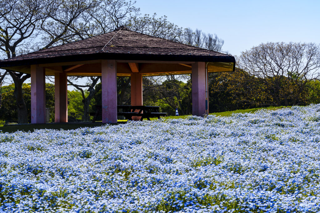 海の中道海浜公園のネモフィラ