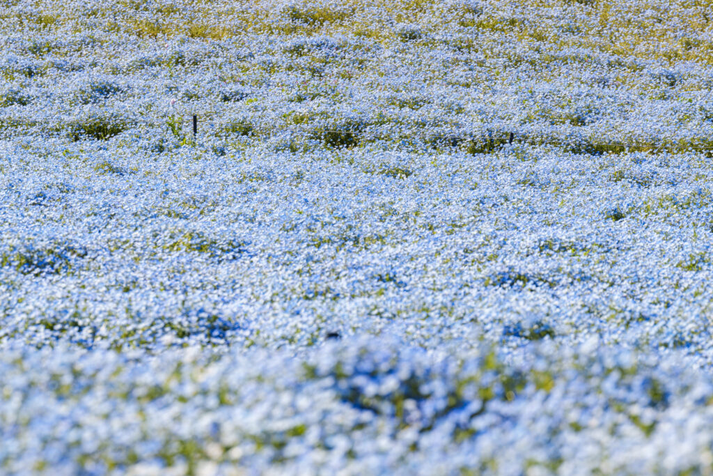 海の中道海浜公園のネモフィラ
