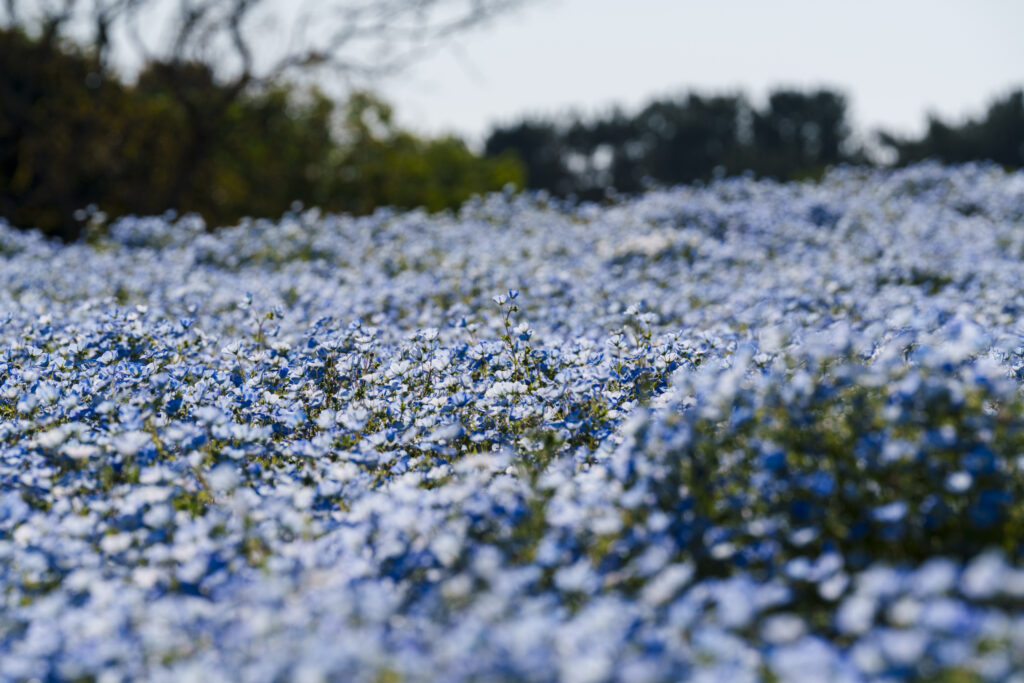 海の中道海浜公園のネモフィラ