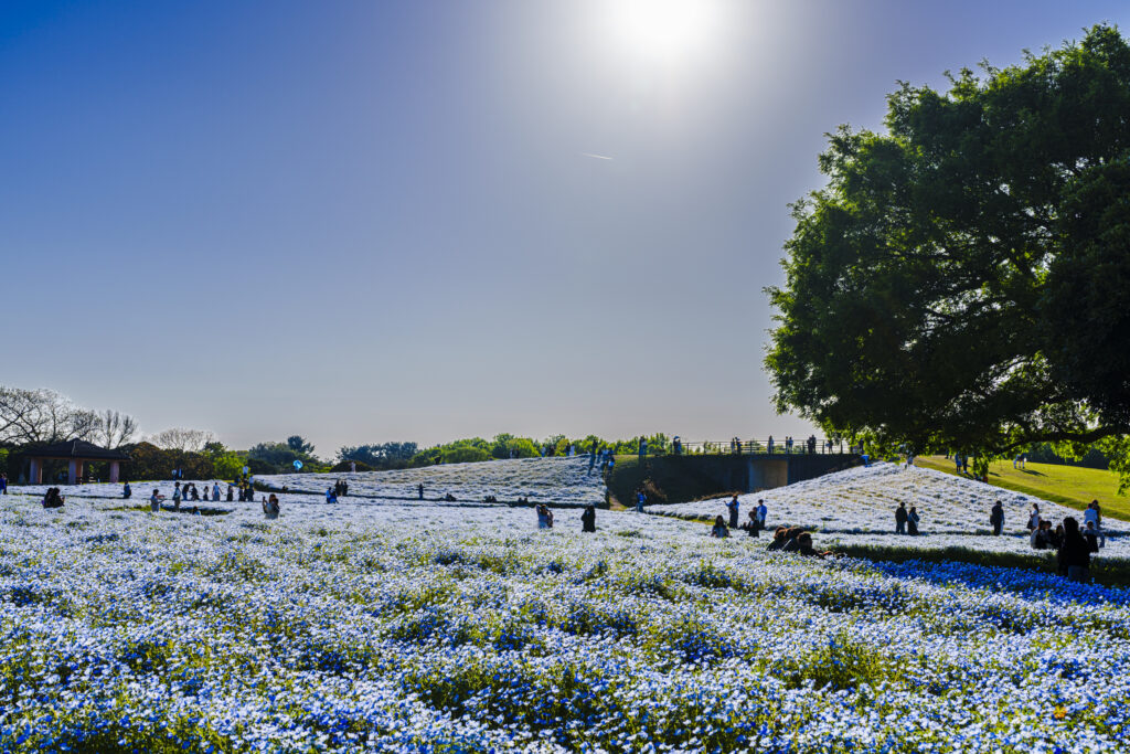 海の中道海浜公園のネモフィラ