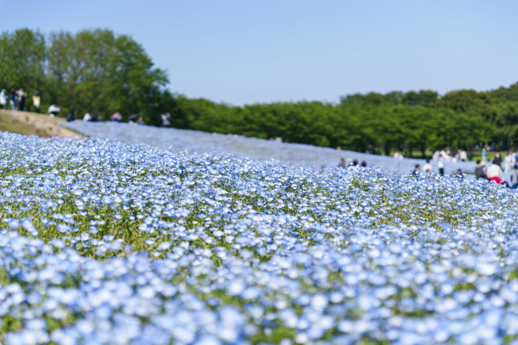 福岡市にある海の中道海浜公園のネモフィラ