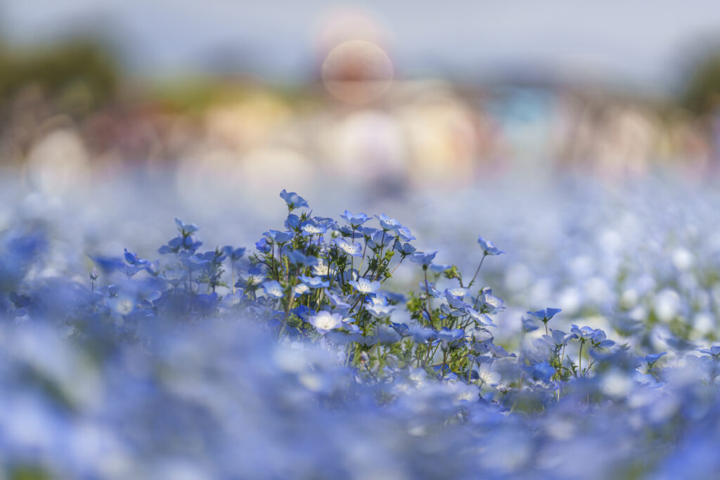 福岡市にある海の中道海浜公園のネモフィラ