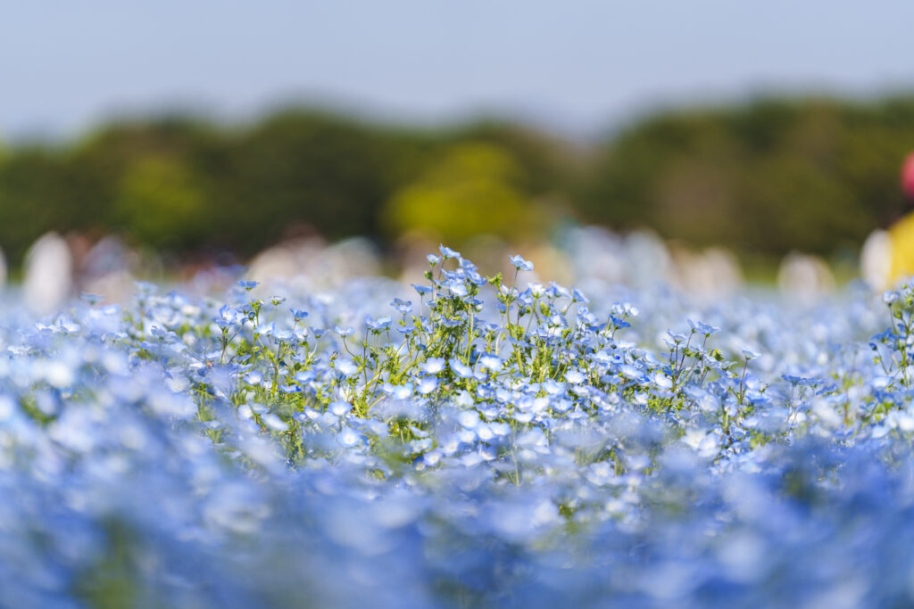 福岡市にある海の中道海浜公園のネモフィラ