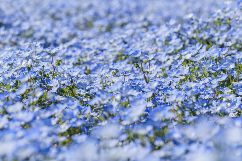 福岡市にある海の中道海浜公園のネモフィラ