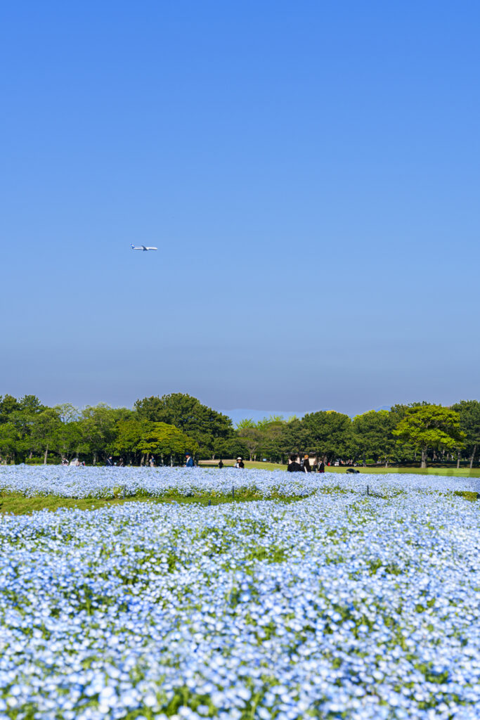 福岡市にある海の中道海浜公園のネモフィラ